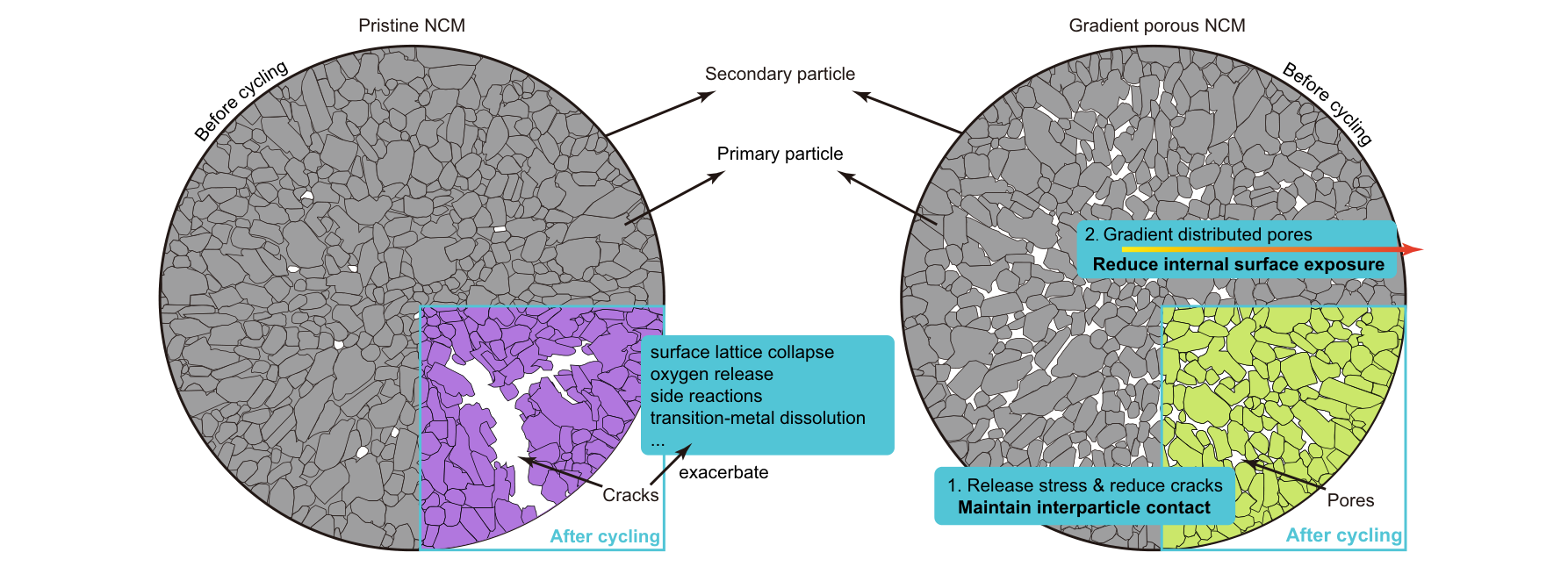 Fig.1 — 균열 발생 전후의 Pristine NCM과 Gradient porous NCM 단면 개념도. Pristine NCM은 사이클 후 입자를 관통하는 균열이 생겨 표면 열화(격자붕괴·산소방출·부반응·전이금속용출)가 내부까지 번지는 반면, Gradient porous NCM은 응력을 흡수하는 기공이 균열을 억제하고 입자간 접촉을 유지한다는 것을 보여주는 원문 그림